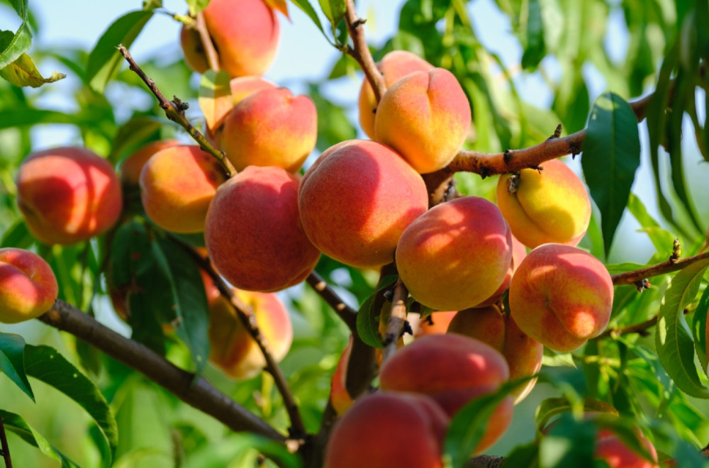 Ovo voće štiti vašu kožu i pomaže pri mršavljenju