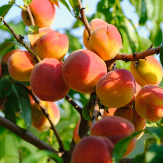 Ovo voće štiti vašu kožu i pomaže pri mršavljenju
