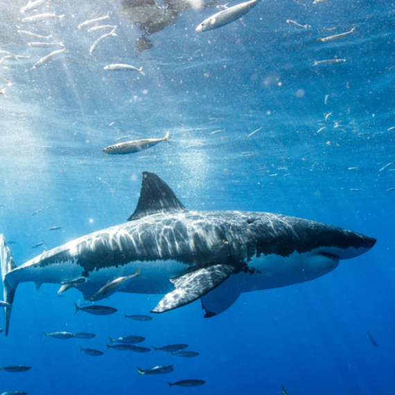 Ajkule pored obala Brazila pozitivne na kokain