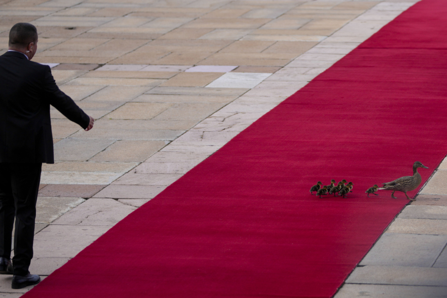 Zanimljiv detalj na crvenom tepihu na dočeku Si Đinpinga FOTO