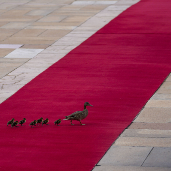 Zanimljiv detalj na crvenom tepihu na dočeku Si Đinpinga FOTO
