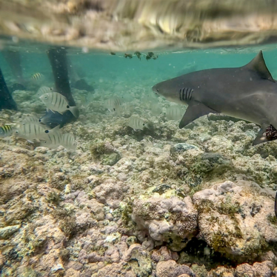 Devojka prebila morsku neman: Ajkula je zgrabila u plićaku VIDEO