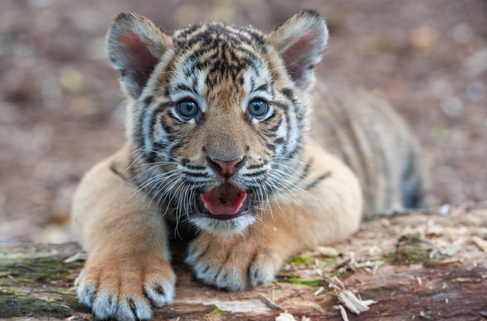 Zoo vrt na Paliću dobio novog stanovnika