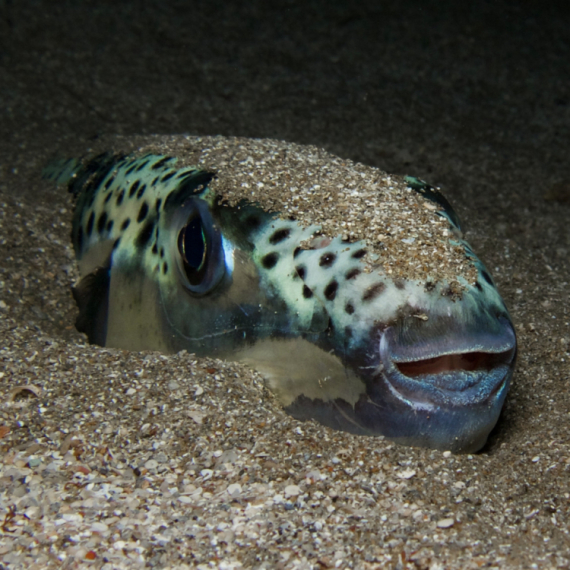 U Hrvatskoj ulovljena najotrovnija riba na svetu FOTO