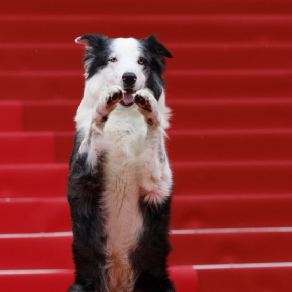 Poseban gost na crvenom tepihu u  Kanu FOTO