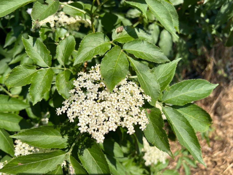 Starinski sok je hit za mršavljenje: Pijte ga svakog dana da biste ubrzali metabolizam