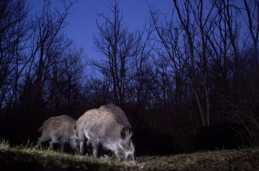 Tigar lovio vepra, pa završili u bunaru: Sarađivali tokom spasavanja VIDEO