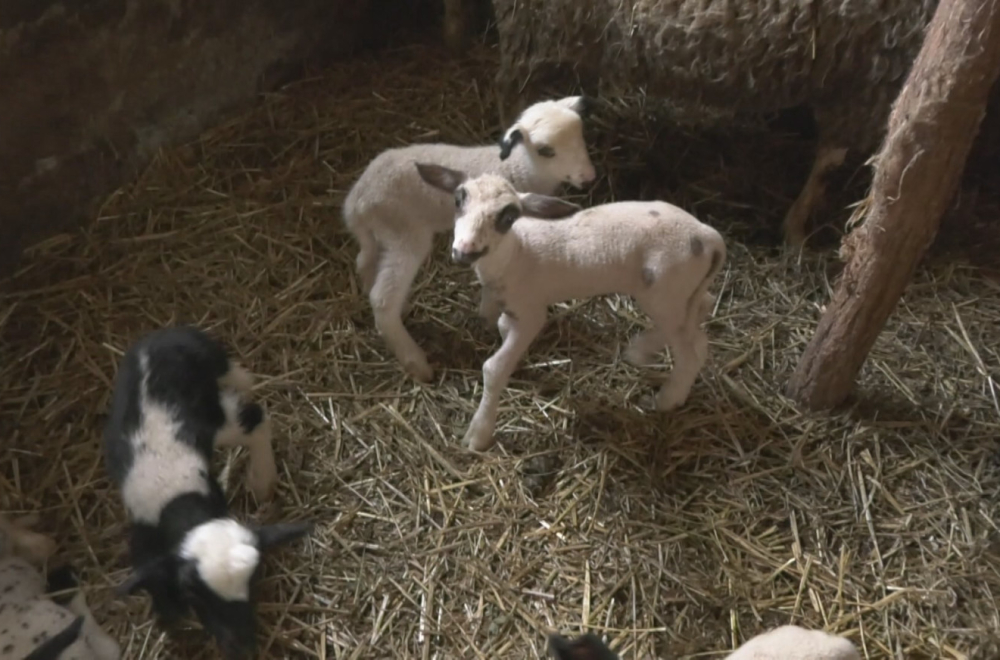 Preplašeno trči ulicama: Nesvakidašnja scena u gradu FOTO