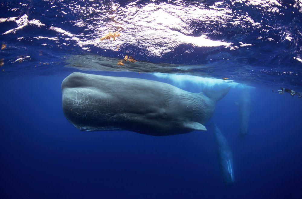 Nova zapanjujuća saznanja o kitovima
