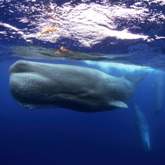 Nova zapanjujuća saznanja o kitovima