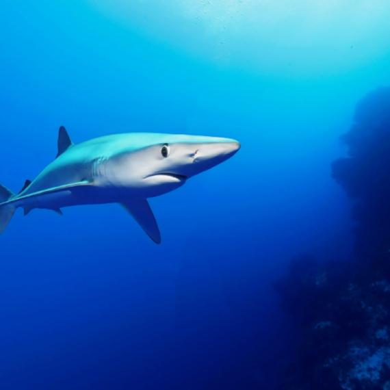 "Većina ajkula je bezopasna" VIDEO