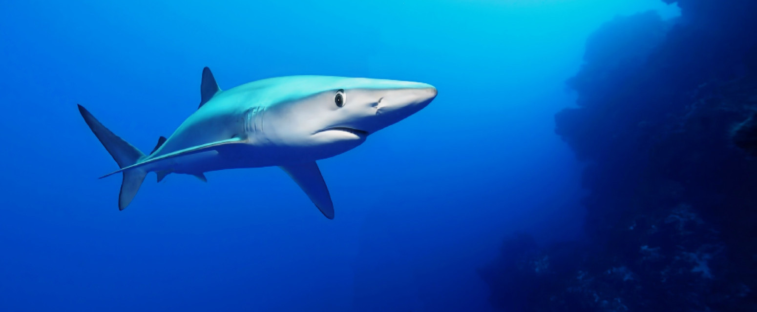 Aјkula duga osam metara izronila ispred turista u Puli: "Ovako nešto mi se nikada nije dogodilo"