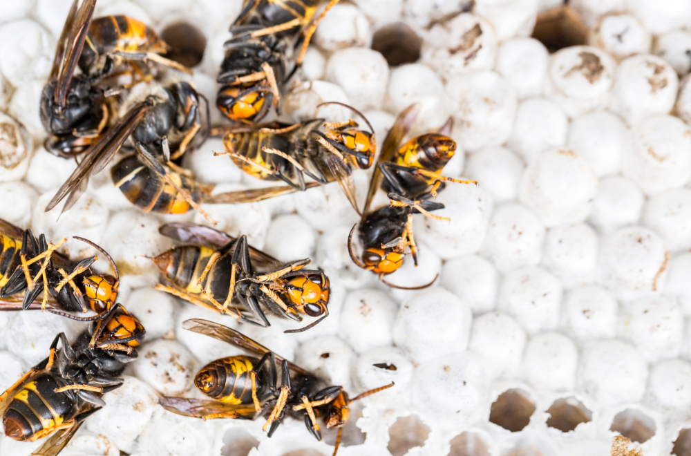 "Okupacija" azijskih stršljenova: Velika Britanija ugrožena