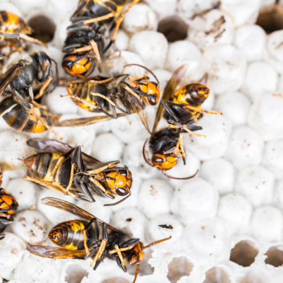 Preti invazija opasnih insekata