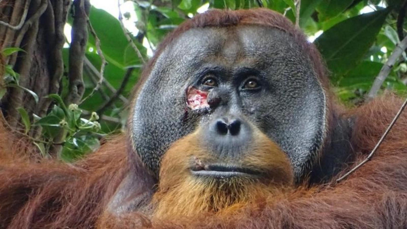 Divlji orangutan viđen kako leči ranu lekovitim biljem