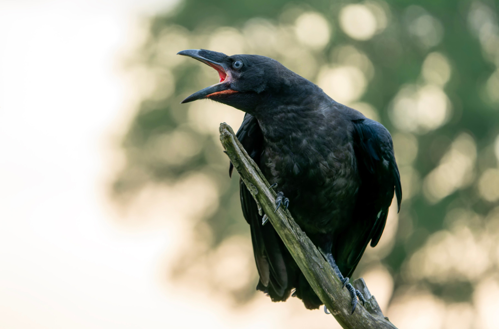 Kao u Hičkokovom filmu: Ljude napadaju gavranovi, plaše se da će im iskopati oči