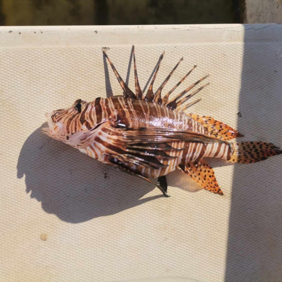 Još jedna vrsta otrovne ribe ulovljena u Crnoj Gori FOTO