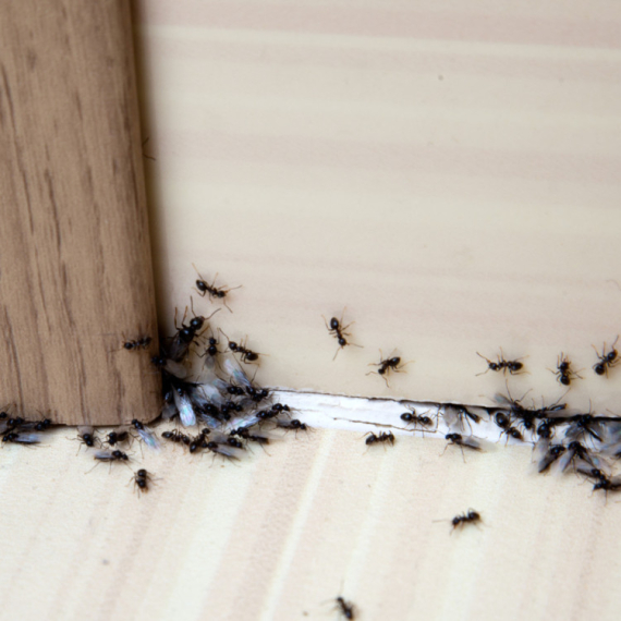 Kako da se rešite mrava u domu – zauvek