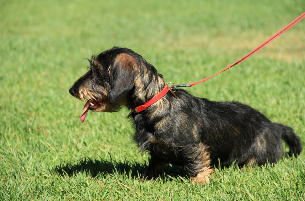 I kućni ljubimci moraju na preventivne preglede, jedna bolest posebno opasna VIDEO