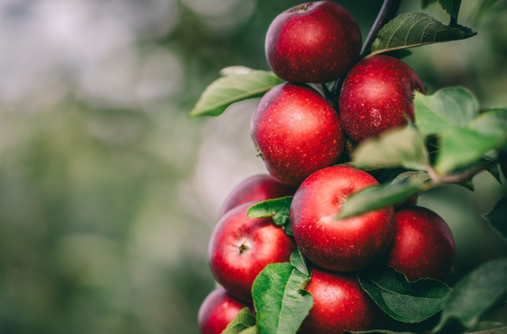 "To je sve otrov": Da li su zdravije crvljive ili prskane jabuke? VIDEO