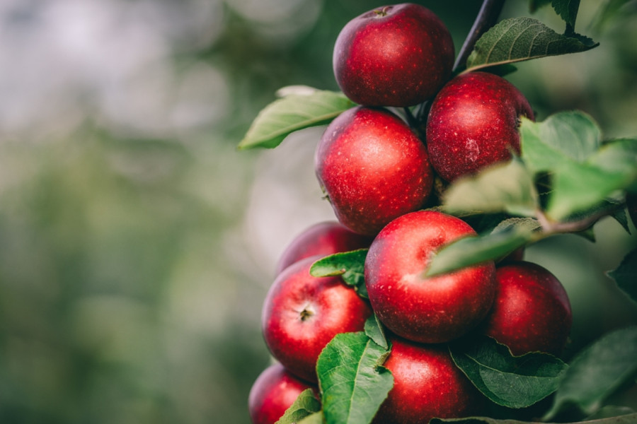 Svi jedemo jabuke pogrešno: Nutricionisti otkrivaju najbolji trenutak za nju kako biste podigli energiju