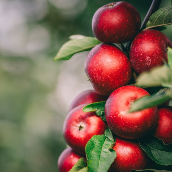 "To je sve otrov": Da li su zdravije crvljive ili prskane jabuke? VIDEO