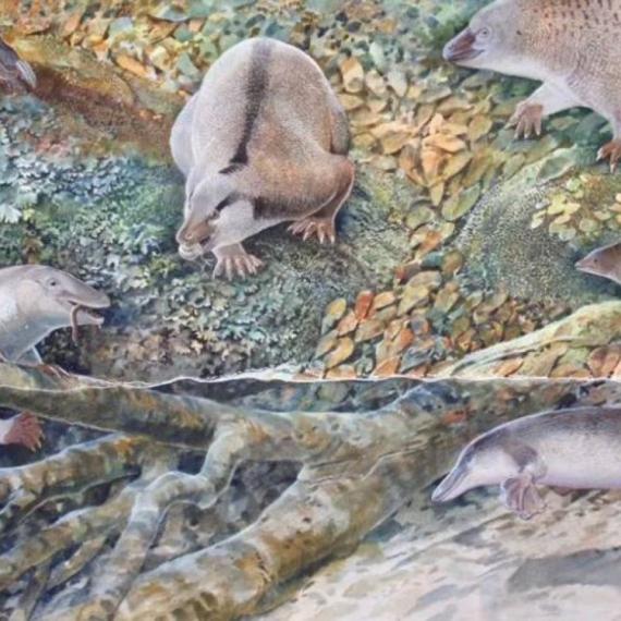 Životinje: Australijski naučnici otkrili praistorijskog kljunara "ehidnapusa”