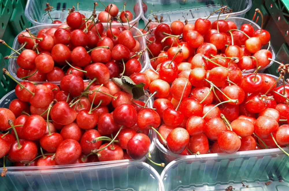Voćari u srpskoj Toskani imaju pune ruke posla: Evo kolika je cena trešanja
