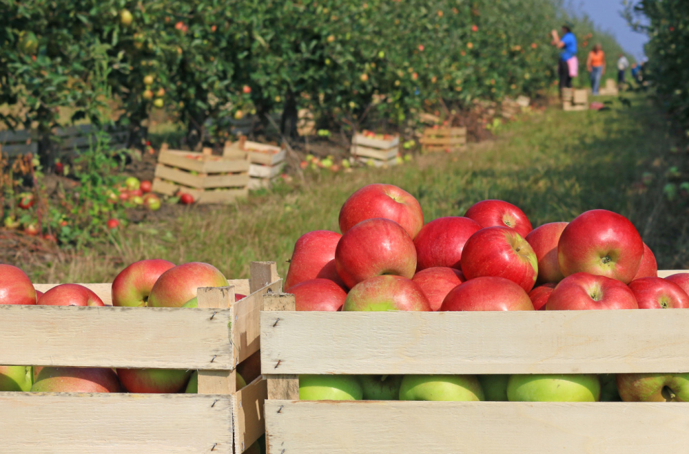 Svaka treća jabuka iz Srbije pojede se na Bliskom istoku i u Rusiji