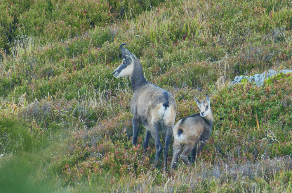 One su divlje lepotice koje žive na strmim liticama: Vraća se život na srpske planine FOTO