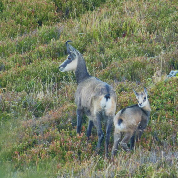 One su divlje lepotice koje žive na strmim liticama: Vraća se život na srpske planine FOTO