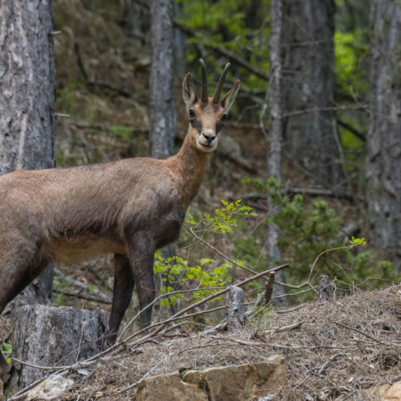Zbog ovoga na Taru dolaze čak iz Južne Amerike i Afrike FOTO