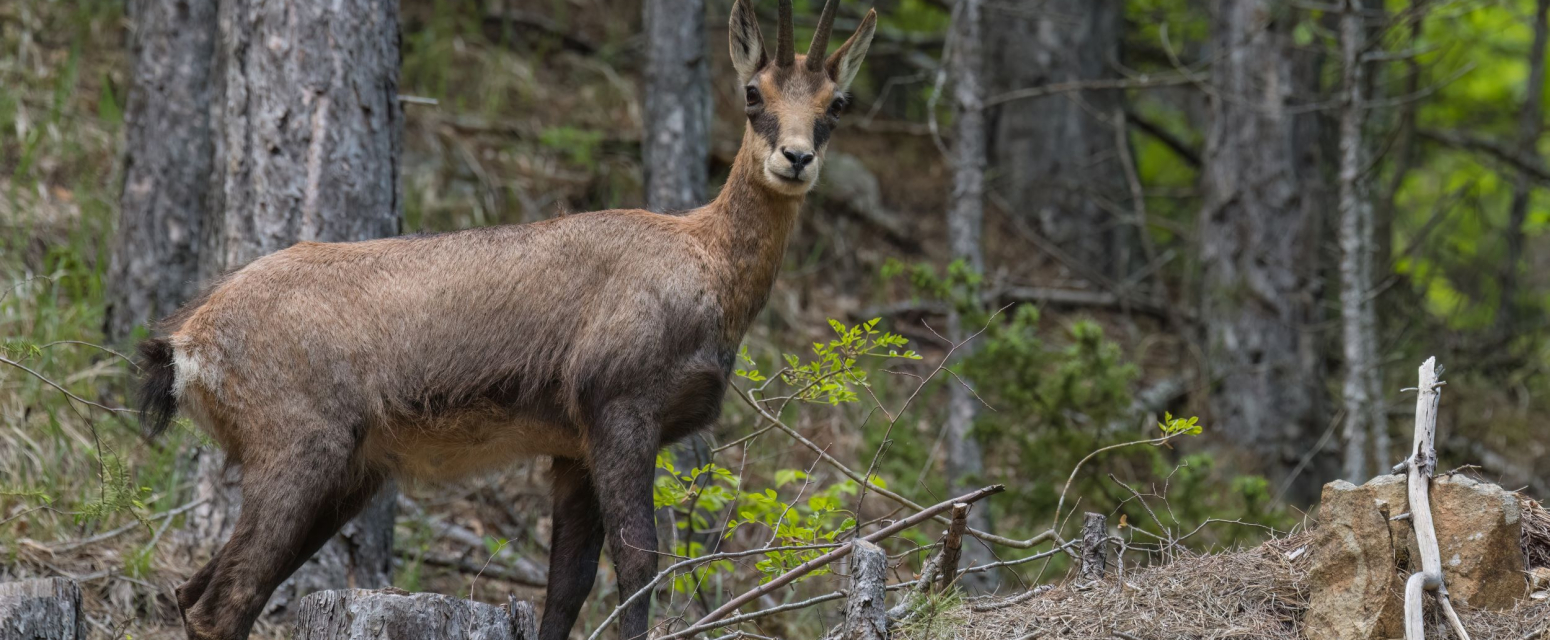 Zbog ovoga na Taru dolaze čak iz Južne Amerike i Afrike FOTO
