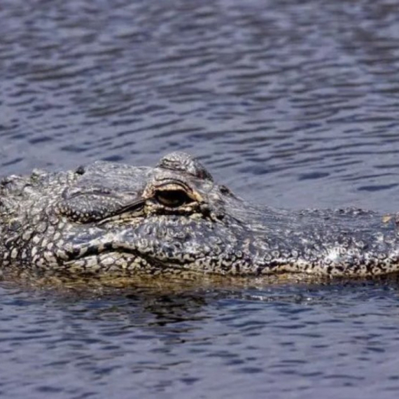 Amerika: Ostaci ženskog tela pronađeni u čeljustima aligatora