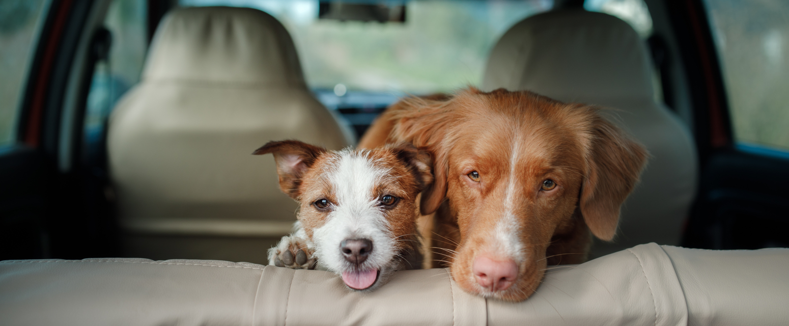 Sve što treba da znate ukoliko putujete sa psima na more