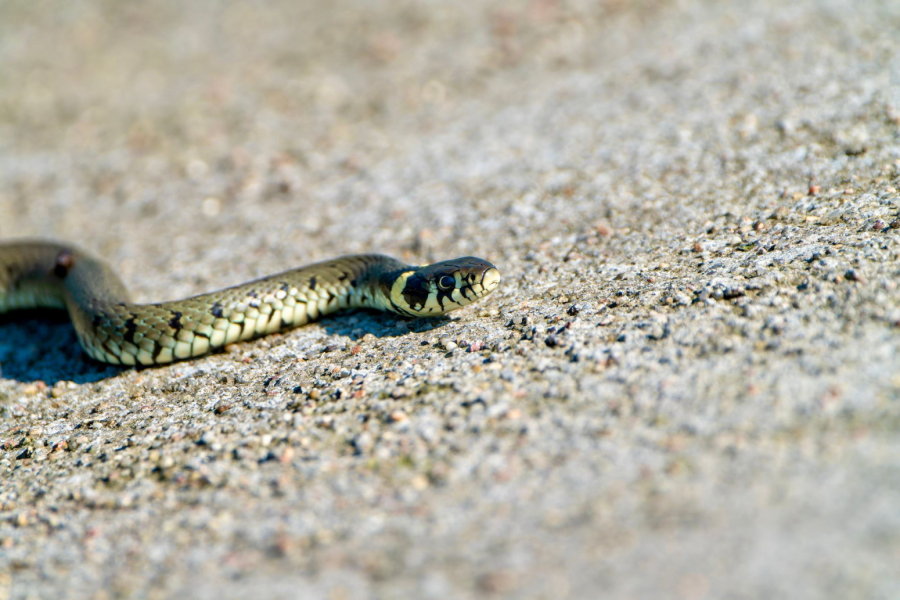 Zmija otrovnica ujela ženu u Grčkoj: Pogledajte šta da radite ukoliko ste na plaži