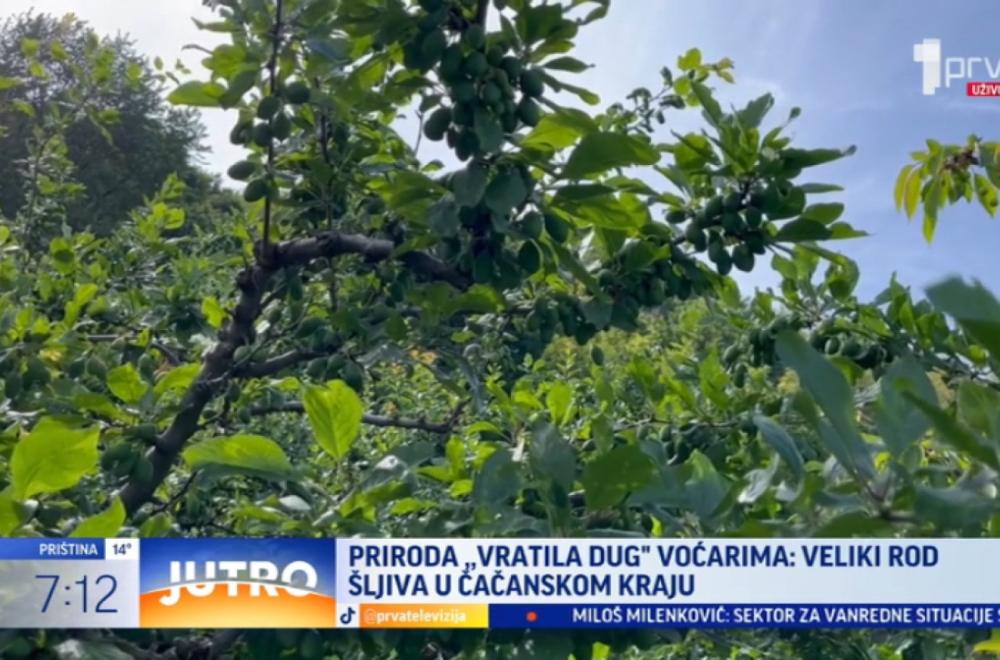 Voćari čačanskog kraja pred novim izazovom: Grane pune roda, ali... VIDEO