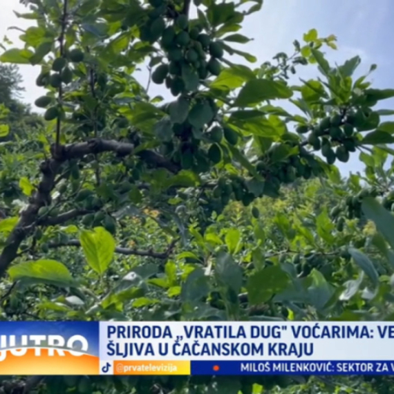 Voćari čačanskog kraja pred novim izazovom: Grane pune roda, ali... VIDEO