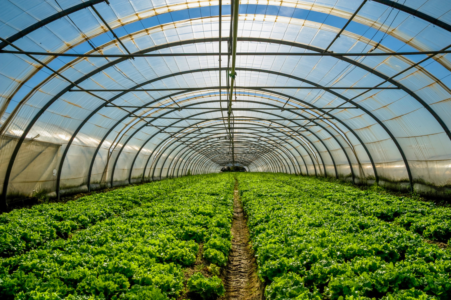Šta koči širu primenu biopesticida u Srbiji