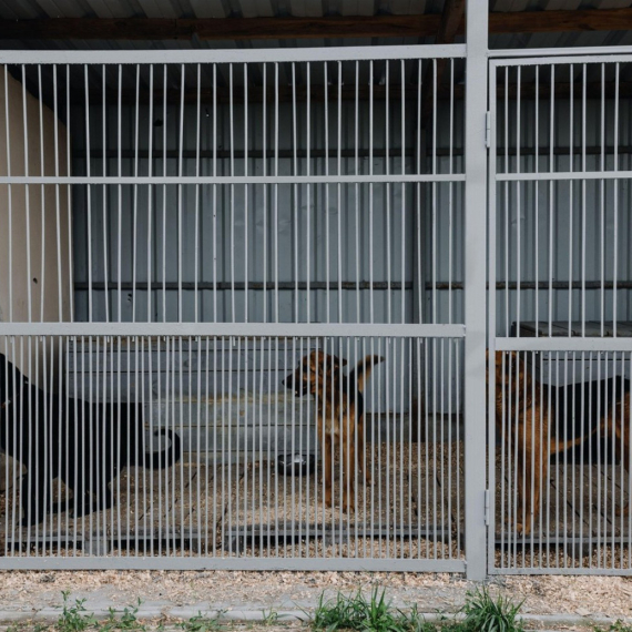 Užas u Velikom Gradištu: Prijavljeno da je u azilu uginulo 108 pasa; Nađeno 25 tela u fazi raspadanja