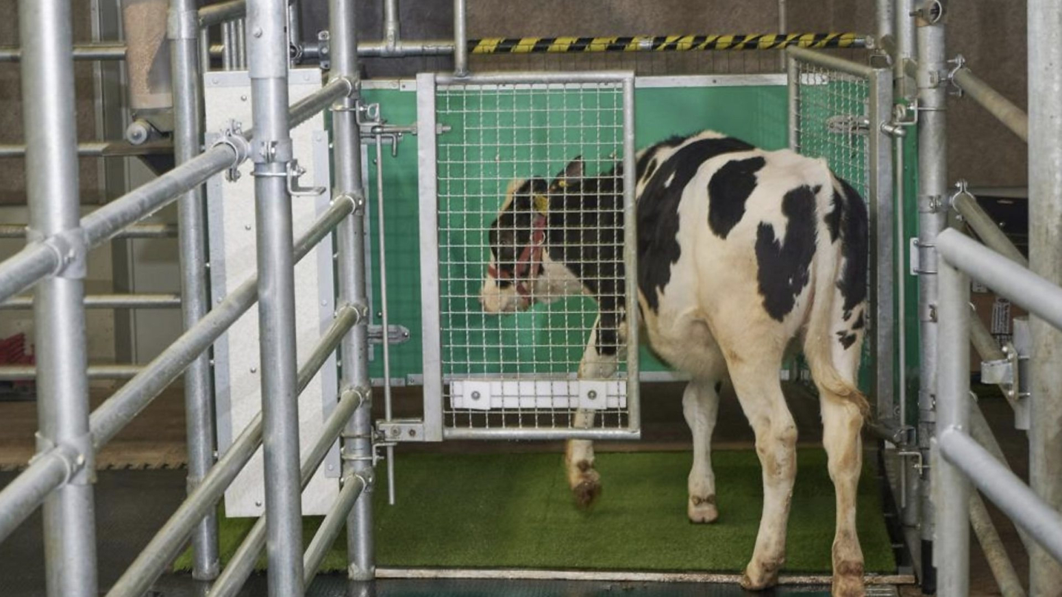Kako kravlji toalet može smanjenju zagađenja