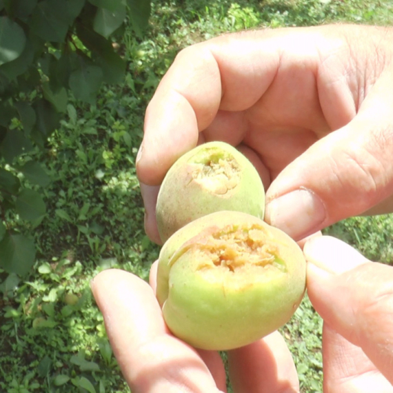 Sve je uništeno za samo par minuta: Jako olujno nevreme pogodilo ovaj deo Srbije FOTO