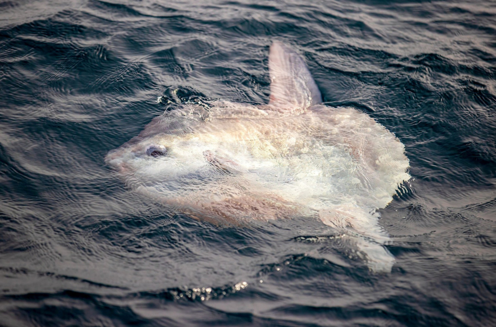 Ljudi šokirani prizorom sa poznate obale: Ogromna i retka riba se prvi put pojavila VIDEO