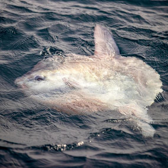 Ljudi šokirani prizorom sa poznate obale: Ogromna i retka riba se prvi put pojavila VIDEO
