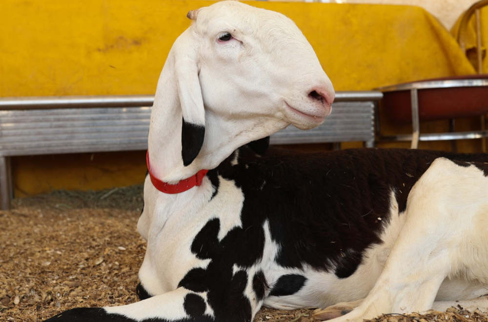 Cena će vas šokirati: Ova ovca skuplja od luksuznih automobila