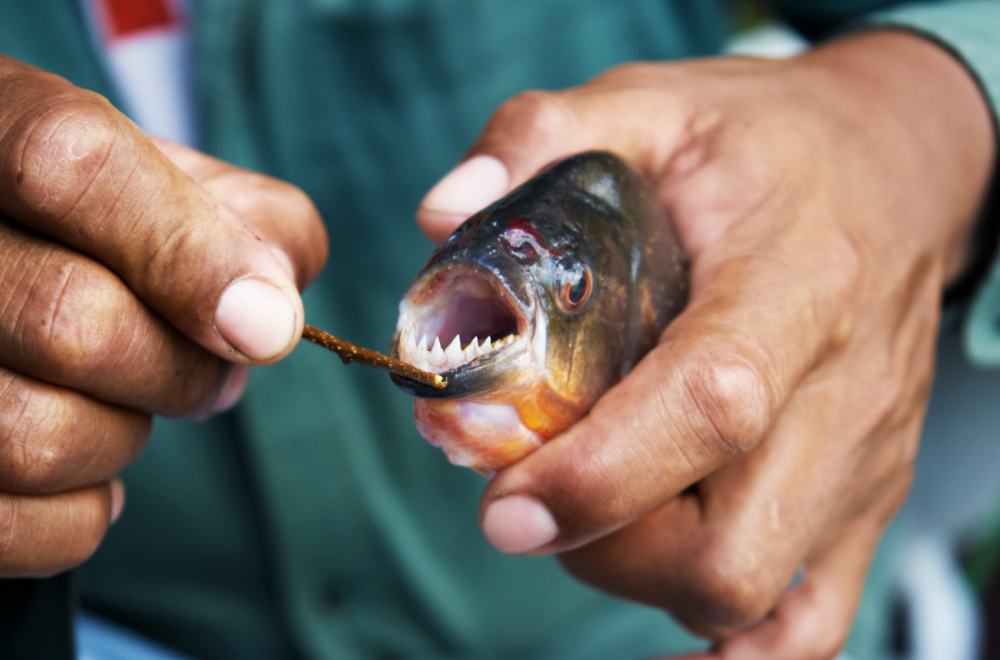 Otkrivena nova vrsta pirane: Vegeterijanac neobičnog imena FOTO