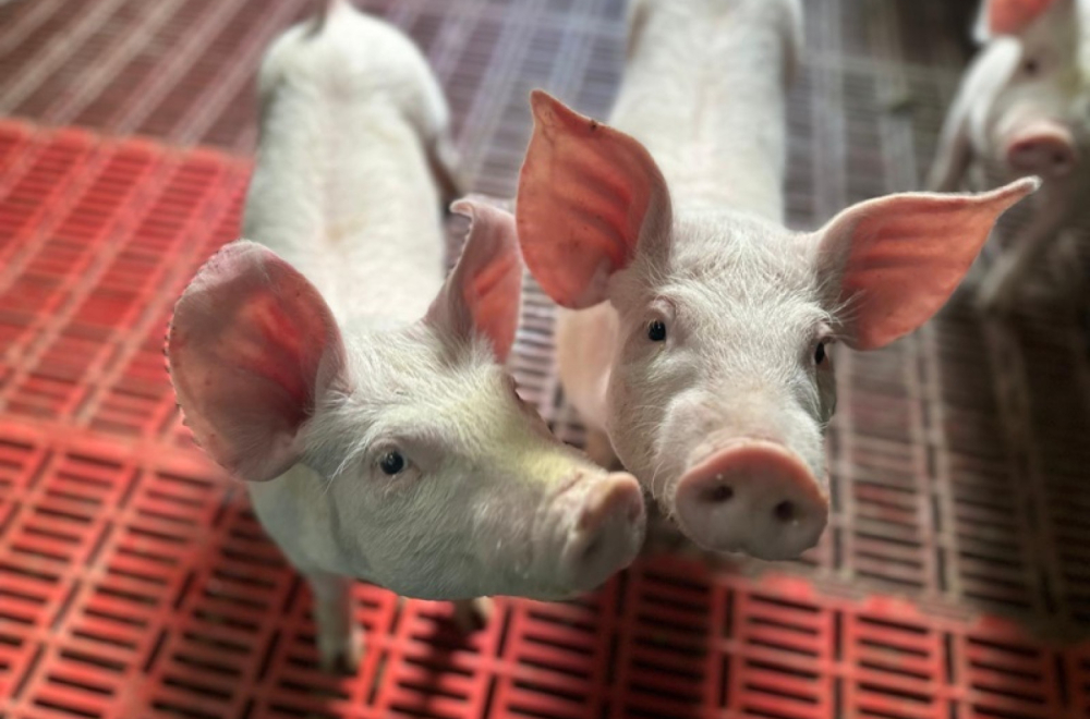 Cene jagnjadi i prasića vrtoglavo padaju