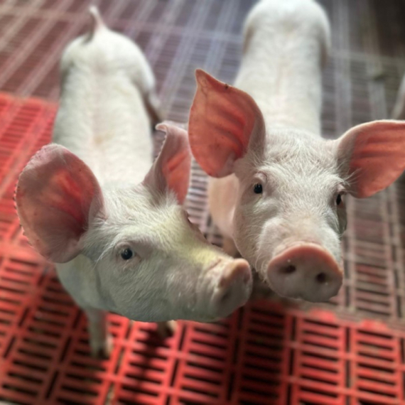 Cene jagnjadi i prasića vrtoglavo padaju