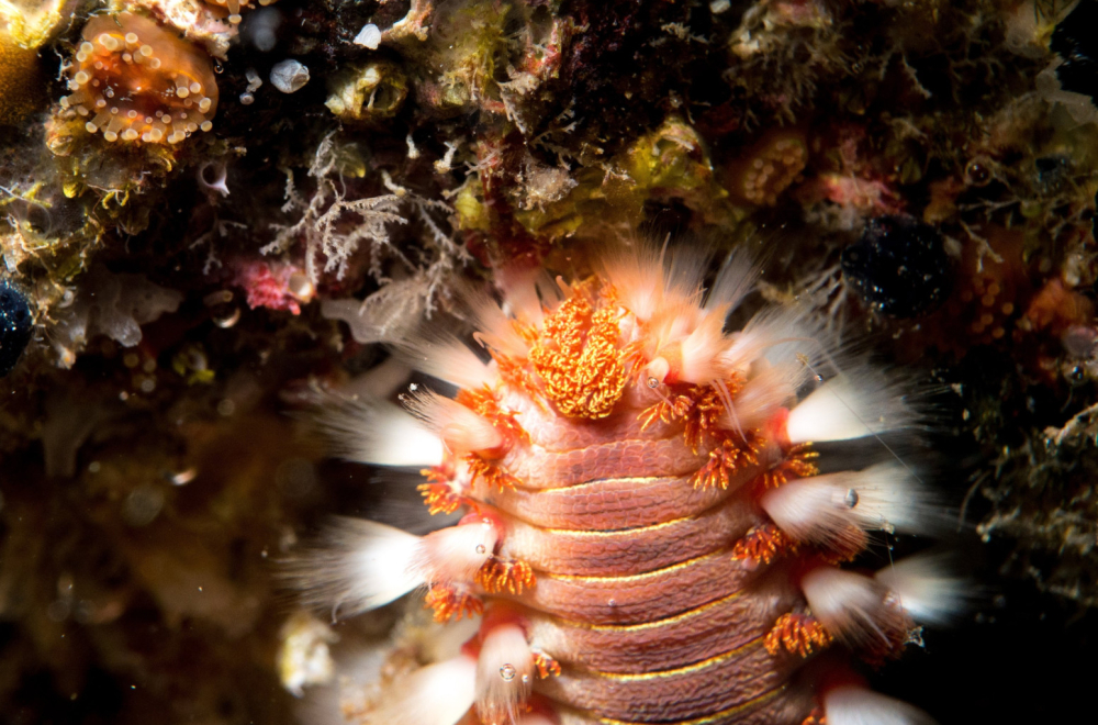 Vatreni crv na hrvatskim plažama: Nikako ga ne dirajte, ubod je bolan