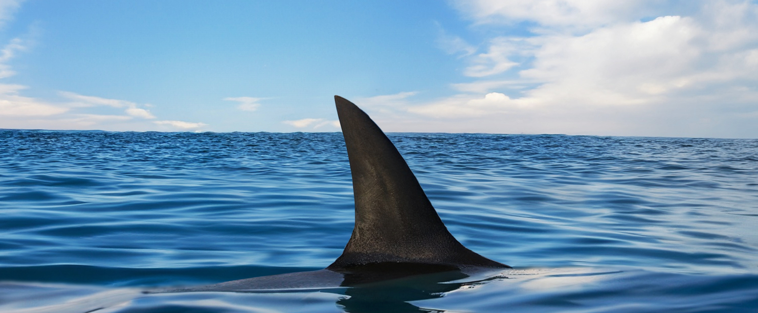 Najezda ajkula na Jadranu: Nova ulovljena kod Petrovca